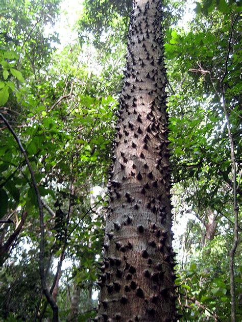 TIL the Sandbox Tree also known as the Dynamite Tree is covered in ...