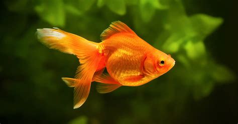 Can You Eat A Goldfish? - FishLab.com