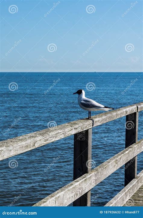 Seagull Sitting on Handrail of a Pier Stock Photo - Image of feather ...