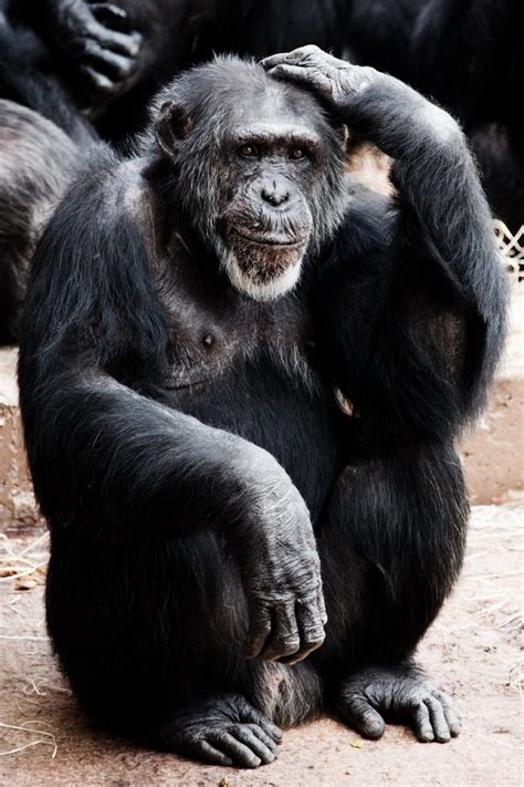 Discover the Incredible Bondo Apes: Their Fascinating Behavior and ...