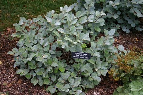 Fothergilla 'Blue Shadow' for front yard | Colorful garden, Blue shadow ...