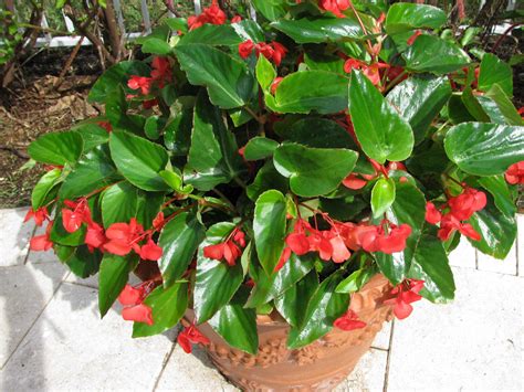 Dragon Wing Begonias are so easy care! Plant them with some slow ...