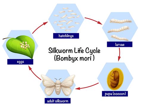 Life Cycle Of A Silkworm | Images and Photos finder