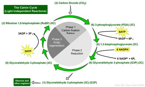 #103 The light-independent reactions (Calvin cycle) | Biology Notes for ...