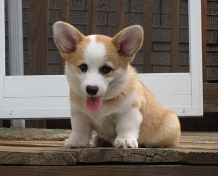 Corgi puppies! :D - Dogs Photo (17924324) - Fanpop