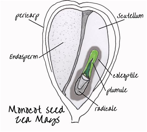 Internal Structure of Dicot and Monocot Seeds | Cc cycle 1, Seeds, 10 ...