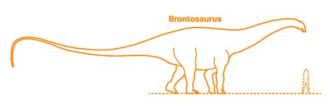 Brontosaurus (Brontosaurus excelsus) Dimensions & Drawings | Dimensions.com