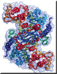 citrate_synthase