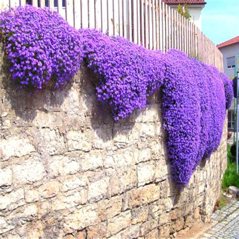 Creeping Thyme Seeds, Multi-color ROCK CRESS Seeds, 100 pcs/bag ...