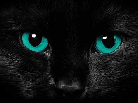 black-cat-blue-eyes-cat-wallpaper. - Animals Wallpaper (36524899) - Fanpop