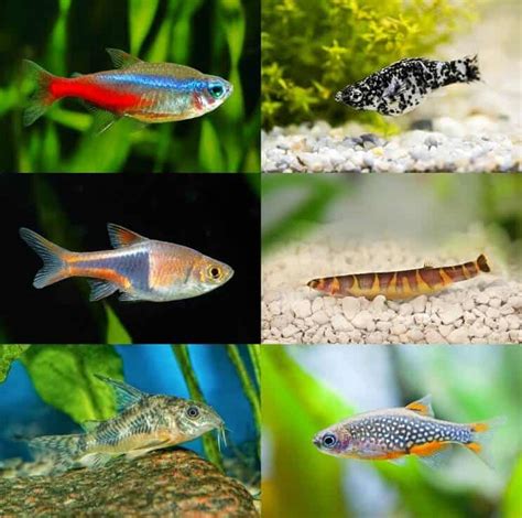 50 Betta Fish Tank Mates: Compatibility List | Fishkeeping World