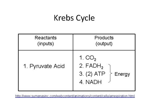 Easy Krebs Cycle Diagram