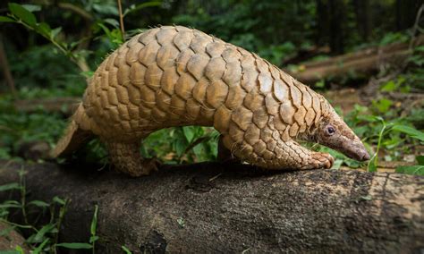 Pangolin | Species | WWF