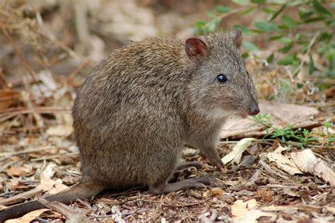 Australia endangered animals list | Animal Big