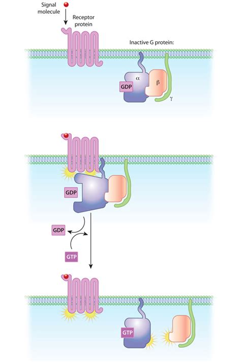 G Protein Coupled Receptors