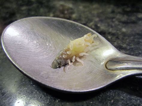 Man finds tongue-eating parasite in his Morrisons fish | The Independent