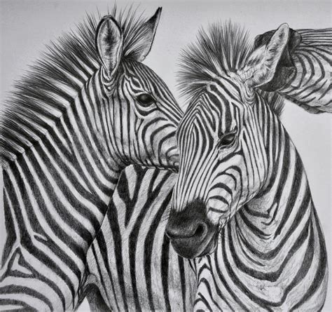 Zebra drawing | Pencil drawings of animals, Zebra pictures, Zebra artwork