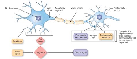 Neuron Diagram Synapse