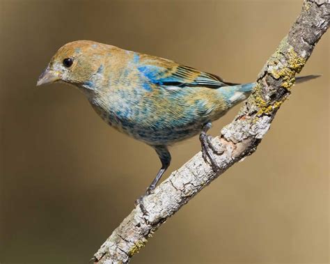 Indigo Bunting | Audubon Field Guide