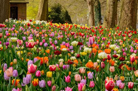 Colorful Field of Tulips, Belgium Photograph by Sinisa CIGLENECKI ...