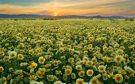 Flower Field Wallpapers | Best Wallpapers