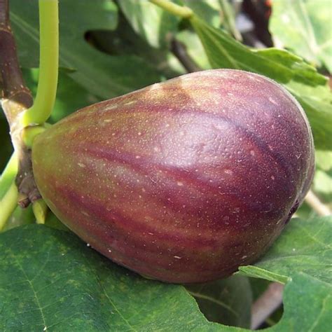 Buy Common Fig Seeds Online - Rarexoticseeds