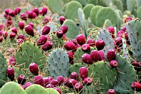 Prickly Pear Cactus With Fruit Free Stock Photo - Public Domain Pictures