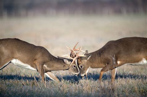 Whitetail Deer Fighting Stock Photo - Download Image Now - iStock