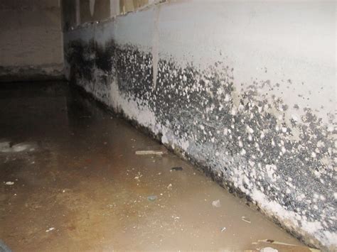 Is White Mold as Dangerous as Black Mold in Basement? Hartford, CT ...