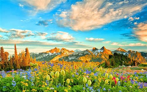 Flowers in Spring Mountains and Backgrounds HD wallpaper | Pxfuel