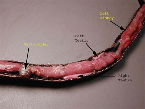 Do Snakes Have Male And Female Organs