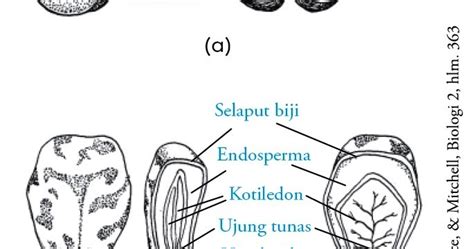 Perkecambahan Tanaman | Perpustakaan Cyber