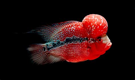 Flowerhorn Cichlid by Norman Celis - Photo 29529381 / 500px