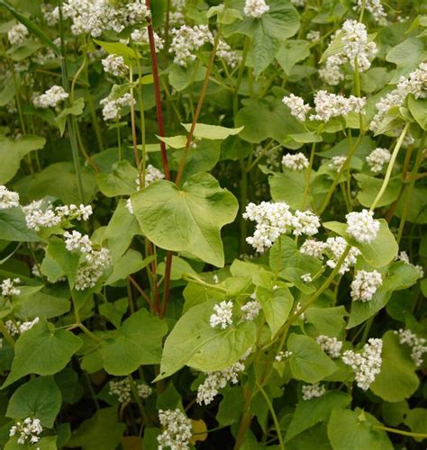 Buckwheat Cover Crop Seeds – West Coast Seeds