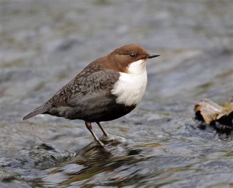 dipper/water ouzel | Birds images, Birds, Water birds