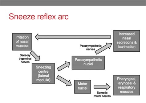 SCIENTIFIC JOURNAL CLUB FHS UBa: COUGH AND SNEEZE REFLEX