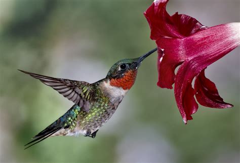 Ruby-throated Hummingbird (Archilochus colubris) – QR Learning Platform