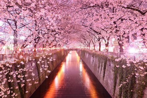 Japanese Sakura Wallpapers - Top Free Japanese Sakura Backgrounds ...