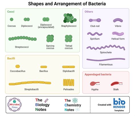 What are Bacteria?- A Complete Study Note and Guide