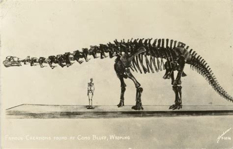 Another postcard of Brontosaurus skeleton at the American Museum of ...