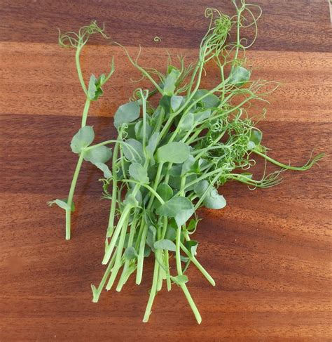 Microgreens: a tiny, nutritional, easy-to-grow crop all year