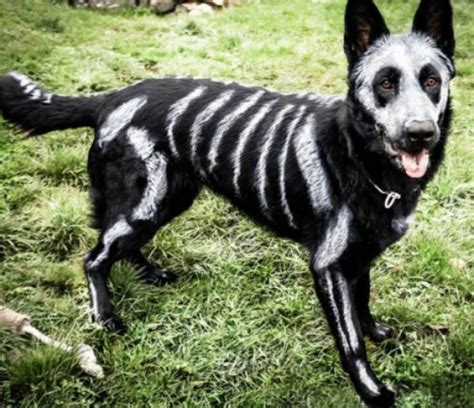 Top 10 Scariest Halloween Costumes for Dogs You Will Ever See