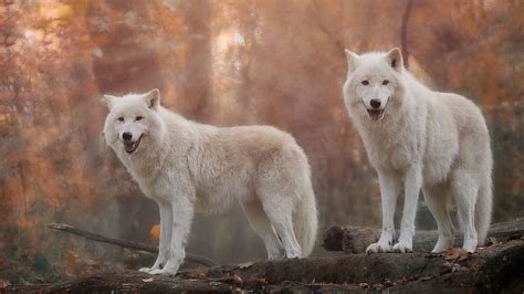 White Wolf Wallpaper Widescreen