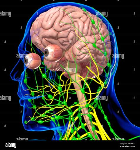 Human brain 3d model project carpus callousi - ascsething