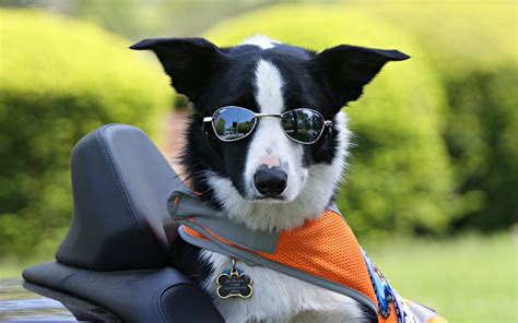 Photos Border Collie dog Glasses Head animal