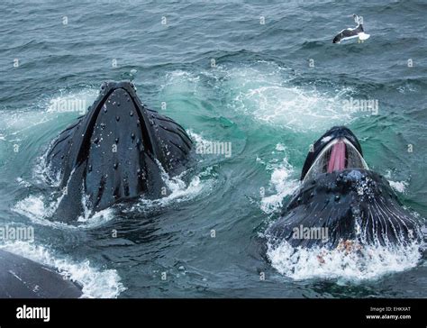 Humpback Whale Breeding