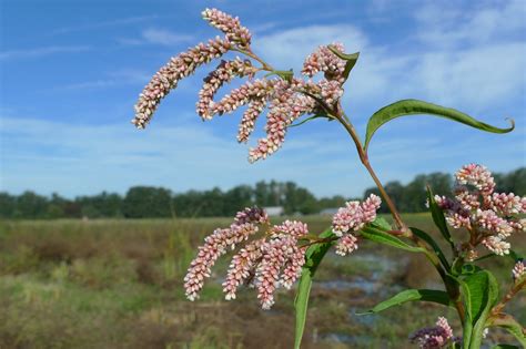 Polygonaceae / Smartweed family: Polygonum species / Smartweed: Summer ...