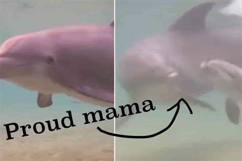 Stop for a sec to see this incredible video of a dolphin giving birth ...