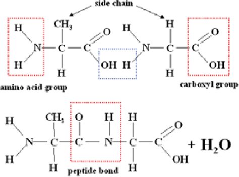 Formation of peptide bond in reaction between two amino acids ...