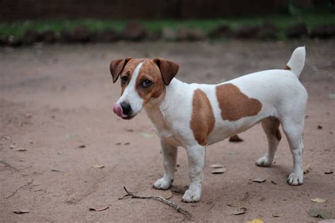 Photos of Common Ear Shapes For Dogs and Puppies | POPSUGAR Pets